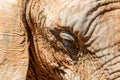 Wild African Elephant Portrait Royalty Free Stock Photo