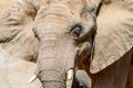 Wild African Elephant Portrait Royalty Free Stock Photo