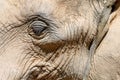 Wild African Elephant Portrait Royalty Free Stock Photo