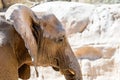 Wild African Elephant Portrait Royalty Free Stock Photo