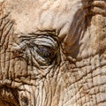 Wild African Elephant Portrait Royalty Free Stock Photo