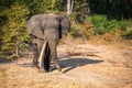 Wild african elephant