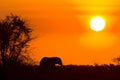 Wild african elephant and sunset, Kruger National park, South Africa Royalty Free Stock Photo