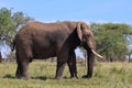 Wild African Elephant in Tanzania Royalty Free Stock Photo