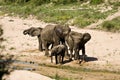 Wild african elephants taking mud bath at Kruger park, South Africa Royalty Free Stock Photo