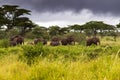 Wild African elephants walking in the bush in evening with dark storm clouds, at Serengeti in Tanzania, Africa Royalty Free Stock Photo