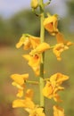 Wild African Flowers - Golden Ground Orchid 2