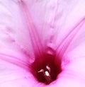 Wild African Flowers - Purple Petunia Portrait