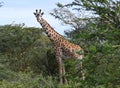 Wild African giraffe grazes in the green thickets near Lake Naivasha, Kenya Royalty Free Stock Photo