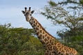 Wild African giraffe grazes in a meadow near Lake Naivasha, Kenya Royalty Free Stock Photo