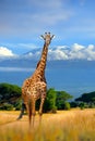 Wild african giraffe on Kilimanjaro mount background. National park of Kenya Royalty Free Stock Photo