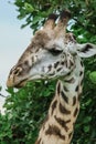 Wild African Giraffe in the Mikumi National Park Royalty Free Stock Photo