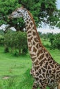 Wild African Giraffe walking in the Mikumi National Park, Tanzania Royalty Free Stock Photo