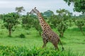 Wild African Giraffe walking in the Mikumi National Park, Tanzania Royalty Free Stock Photo