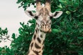 Wild African Giraffes in the Mikumi National Park, Tanzania Royalty Free Stock Photo