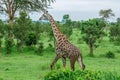 Wild African Giraffes in the Mikumi National Park, Tanzania Royalty Free Stock Photo