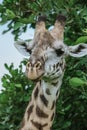 Wild African Giraffes in the Mikumi National Park, Tanzania Royalty Free Stock Photo