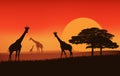 Wild african giraffes at sunset vector silhouette scene Royalty Free Stock Photo