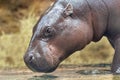 Wild African hippo bathing in water. Hippopotamus amphibius Royalty Free Stock Photo