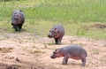 Wild african hippos Royalty Free Stock Photo
