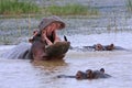 Wild african hippos