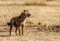 Wild African Hyena Royalty Free Stock Photo