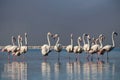 Wild african life. Group birds of pink african flamingos walking around the blue lagoon