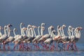 Group birds of pink african flamingos walking around the blue lagoon on a sunny day Royalty Free Stock Photo