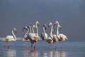 Group birds of pink african flamingos walking around the blue lagoon on a sunny day