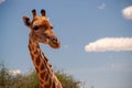 Wild african life. A large common South African giraffe on the summer blue sky