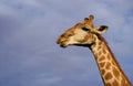 Wild african life. A large common South African giraffe on the summer blue sky. Namibia