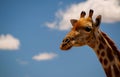 Wild african life. A large common South African giraffe on the summer blue sky. Namibia