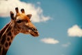 Wild african life. A large common South African giraffe on the summer blue sky. Namibia