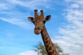 Wild african life. A large common South African giraffe on the summer blue sky.