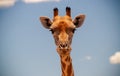 A large common South African giraffe on the summer blue sky