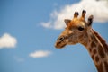 A large common South African giraffe on the summer blue sky