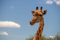 Wild african life. A large common South African giraffe on the summer blue sky