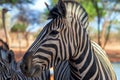 Wild african life. A lonely zebra standing in the middle of the savannah