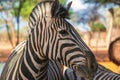 Wild african life. A lonely zebra standing in the middle of the savannah