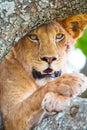 Close up of a beautiful lion with wild eyes resting in tree