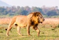 Wild African Lion Royalty Free Stock Photo