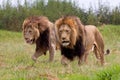 Wild african lions