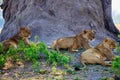 Wild African Lions resting under the shade of a large tree in Hwange National Park