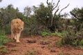 Wild african male lion hunting