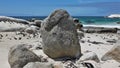 Wild African penguins live on Boulders Beach in Cape Town.