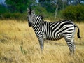 A wild african plains Zebra in the Okavango Delta Royalty Free Stock Photo