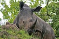 Wild african rhino