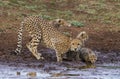 Cheetah /South Africa