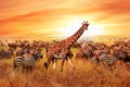 Wild African zebras and giraffe in the African savannah. Serengeti National Park. Wildlife of Tanzania. Artistic image Royalty Free Stock Photo