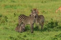 Wild African Zebras in the Mikumi National Park Royalty Free Stock Photo